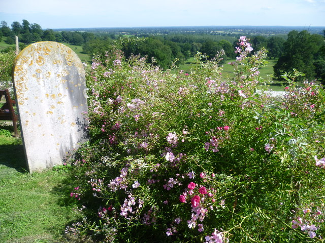 Roses In Boughton Monchelsea Churchyard Marathon Cc By Sa