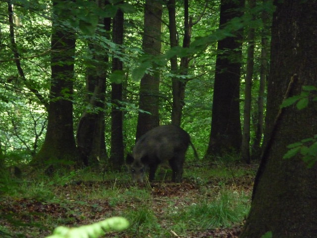 Hunting wild boar in forest of dean