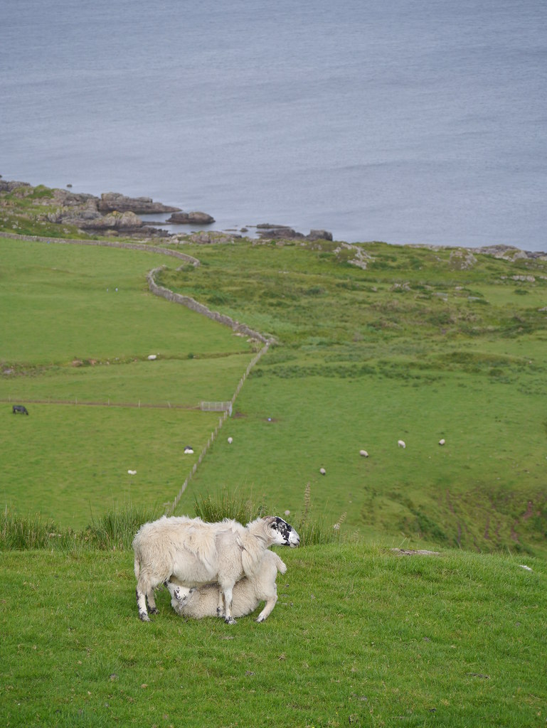 Suckling Sheep James T M Towill Cc By Sa 2 0 Geograph Britain And