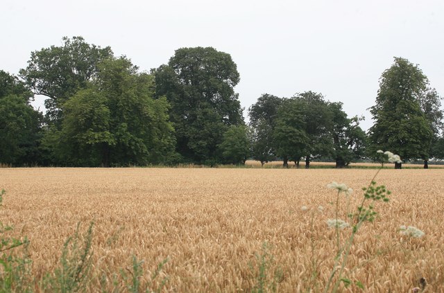 Corn Field © Roger Geach Geograph Britain And Ireland