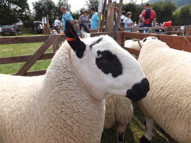 a-kerry-hill-sheep-richard-hoare-cc-by-sa-2-0-geograph-britain-and