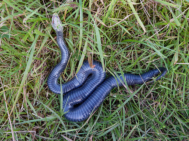 scottish adder