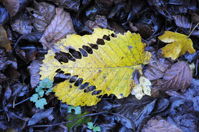 Leaf Devil