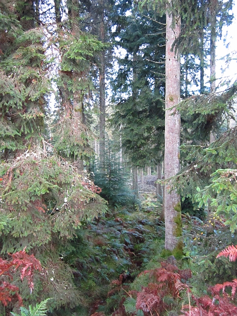 Forest Of Ae Richard Webb Cc By Sa Geograph Britain And Ireland