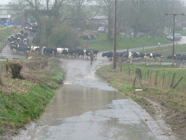 Winterbourne Abbas Cows Crossing The Chris Downer Cc By Sa 2 0