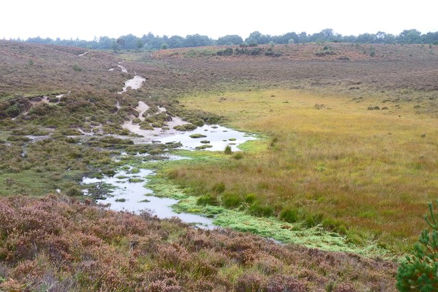 boggy-area-near-wilverley-plain-mike-smith-geograph-britain-and-ireland