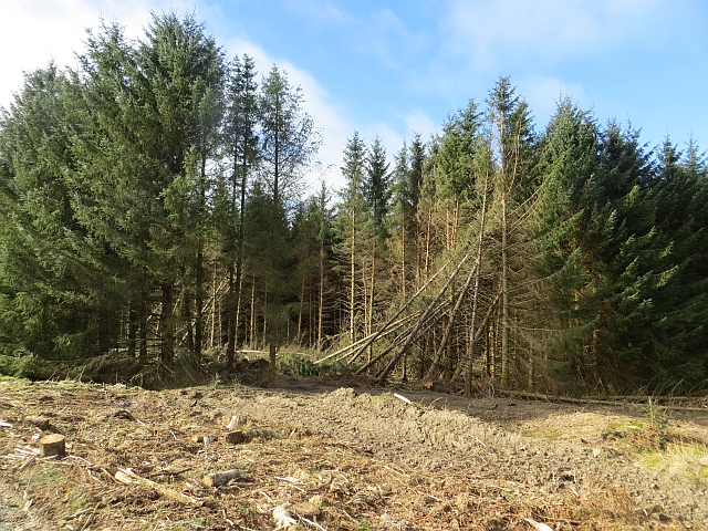 Newly Felled Trees Wauchope Forest Richard Webb Cc By Sa 2 0