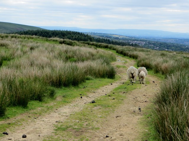 Accidental Shepherding Phil And Juliette Platt Cc By Sa