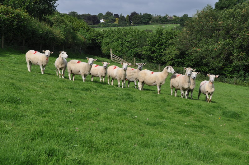 North Devon Grassy Field Sheep Lewis Clarke Cc By Sa 2 0