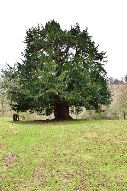 an-ancient-yew-tree-paul-wood-geograph-britain-and-ireland