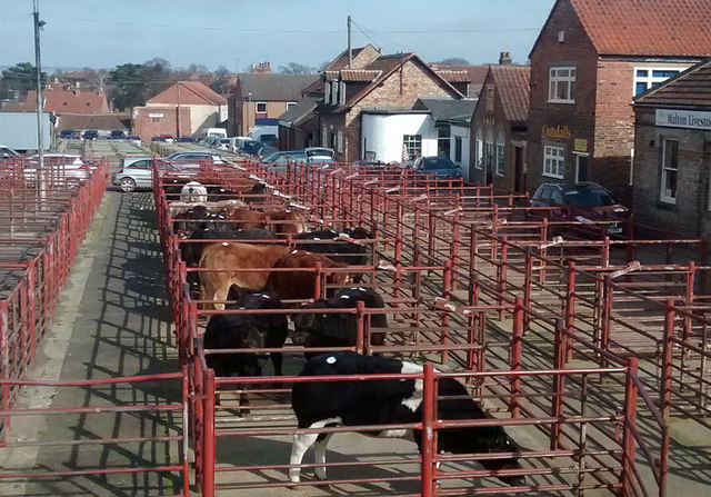malton cattle market day