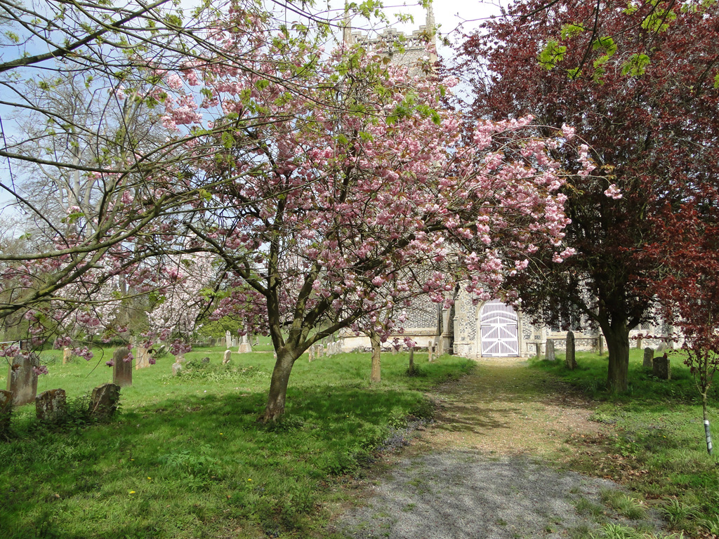 Flowering Cherry And Copper Beech In Adrian S Pye Cc By Sa 2 0