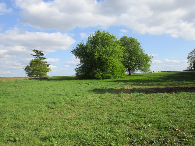 Isolated trees © Jonathan Thacker cc-by-sa/2.0 :: Geograph Britain and