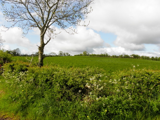 Tree Bodoney Kenneth Allen Cc By Sa Geograph Ireland