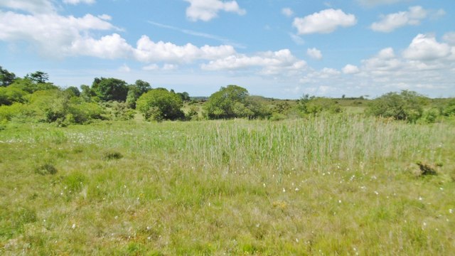 East Boldre Reedbed Mike Faherty Cc By Sa 2 0 Geograph Britain