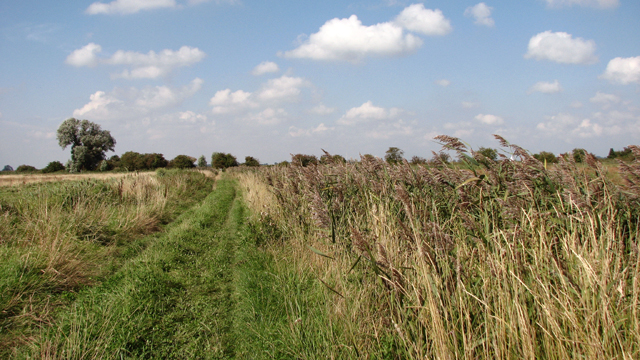 Reeds Beside The Footpath Upton Marshes Evelyn Simak Geograph