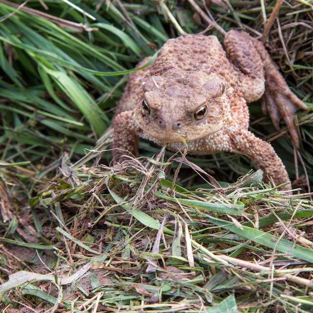 All 30+ Images show me a picture of a toad Completed