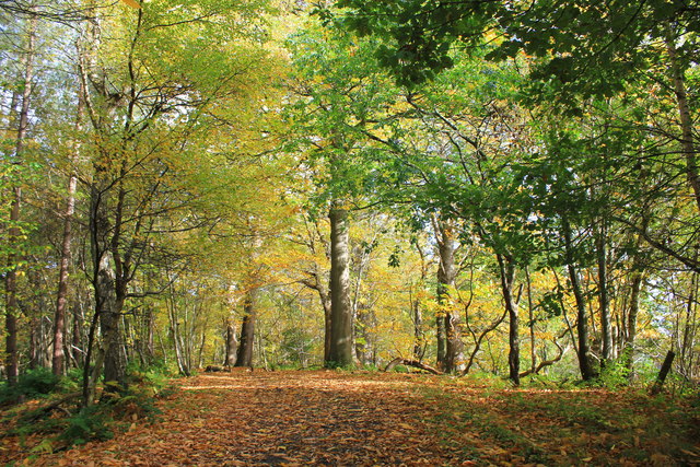 Autumn In Delamere Forest © Jeff Buck :: Geograph Britain And Ireland