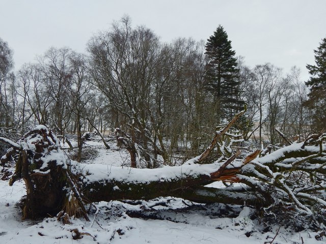 Square Wood Lairich Rig Cc By Sa Geograph Britain And Ireland