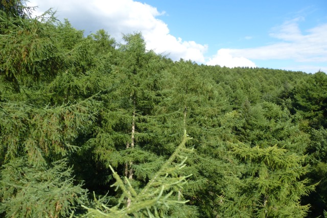 Forest tree tops © DS Pugh :: Geograph Britain and Ireland