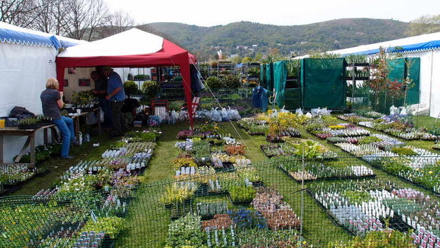 Image result for RHS malvern gardening show