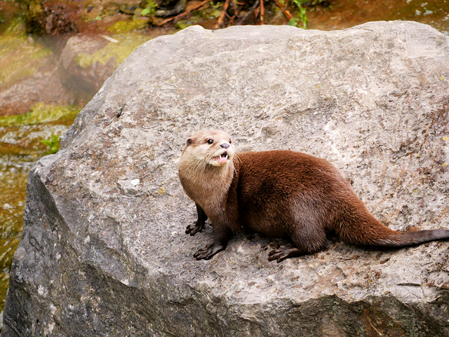 Asian Short-Clawed Otter at Chester Zoo © David Dixon :: Geograph