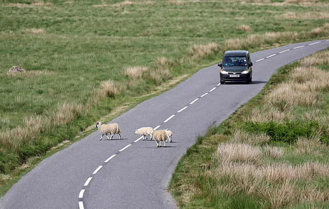 Take Care Sheep Crossing © Walter Baxter Geograph Britain And Ireland