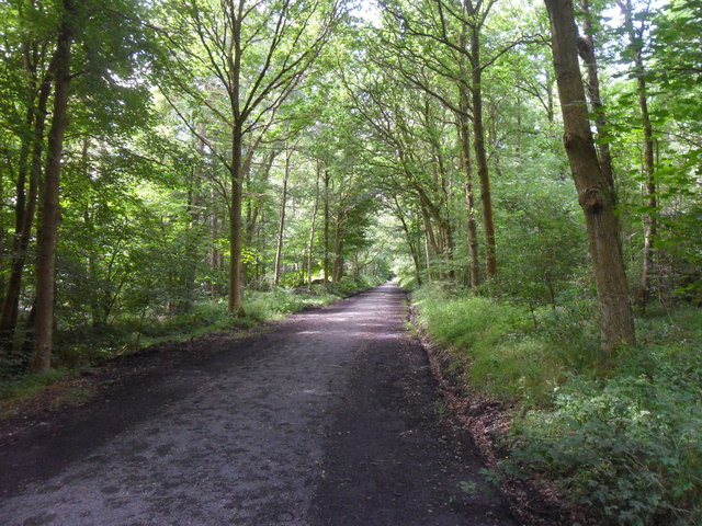 Chopwell Wood