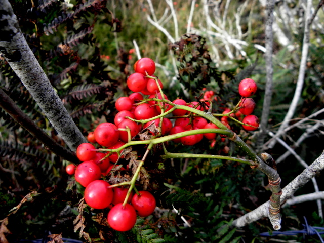 Rowan Berries Straduff © Kenneth Allen Cc By Sa 2 0 Geograph