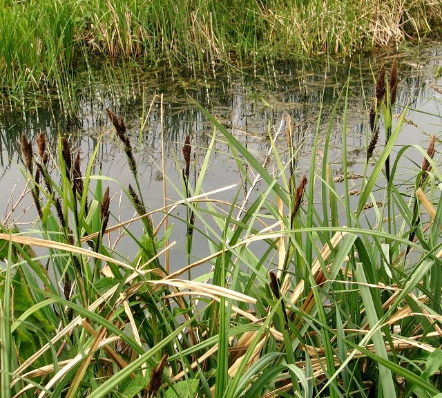 Greater Pond Sedge Carex Riparia Evelyn Simak Cc By Sa