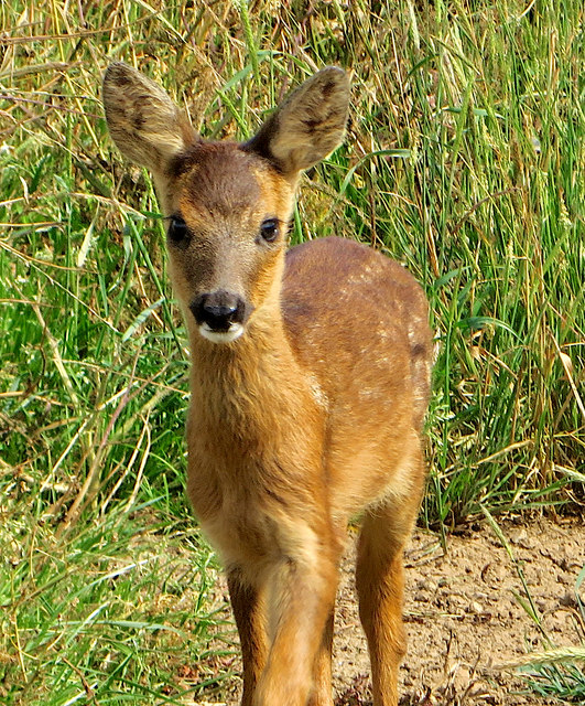 Baby deer near Out Newton © Paul Harrop Geograph Britain and Ireland