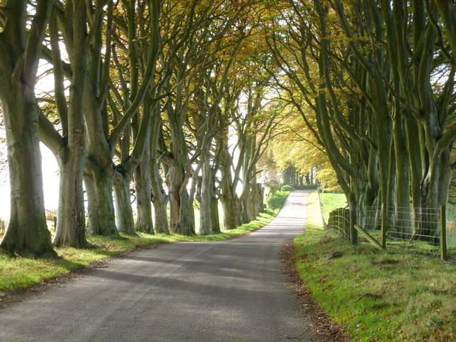 Beech Trees Bonnington Alan O Dowd Cc By Sa 2 0 Geograph Britain