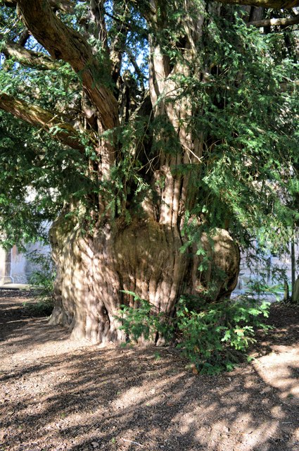 The Much Marcle Churchyard Yew Philip Pankhurst Cc By Sa 2 0