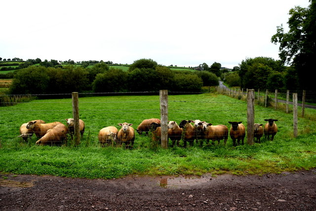 Sheep Tamlaght Kenneth Allen Geograph Ireland