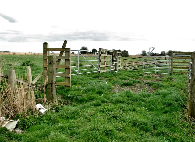 Improvised Cattle Pen In The Marshes Evelyn Simak Geograph Britain