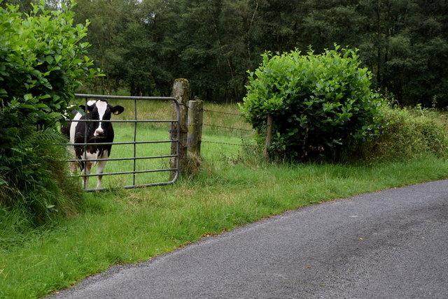 Cow Behind A Gate Along Lisnacreaght Kenneth Allen Geograph Ireland