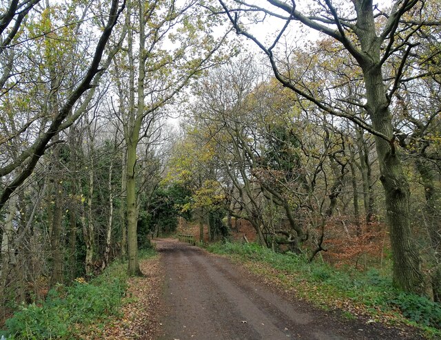 Trees Along The Derwent Walk Robert Graham Geograph Britain And