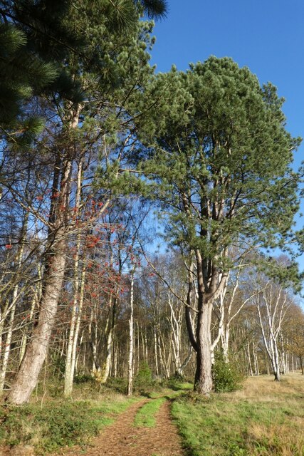 Pine Trees On The Golf Course Ds Pugh Cc By Sa Geograph