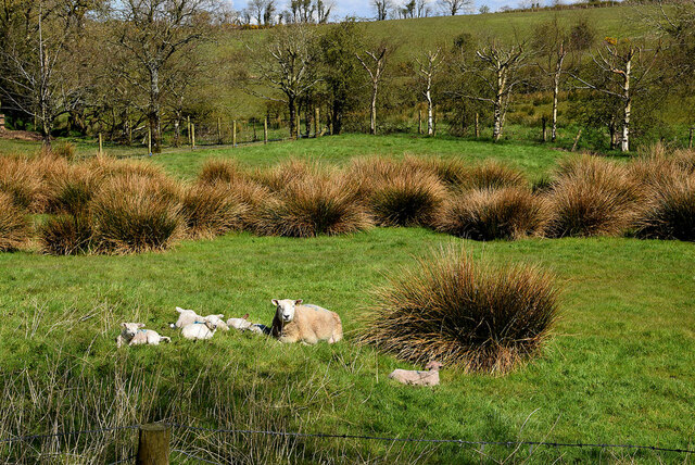 Ewe And Lambs Rahony Kenneth Allen Geograph Ireland