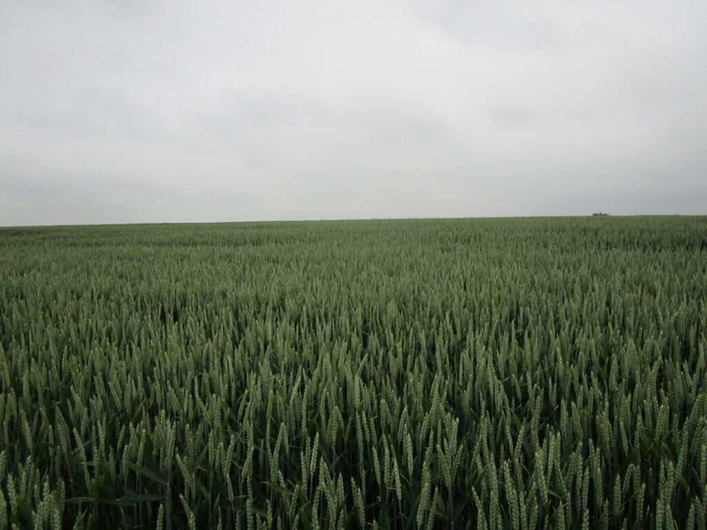 Wheat Field Near Whissendine Jonathan Thacker Cc By Sa