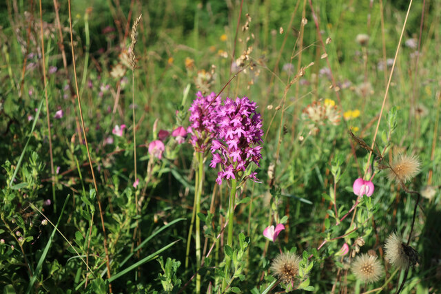 Pyramidal Orchid Narborough Railway Hugh Venables Geograph