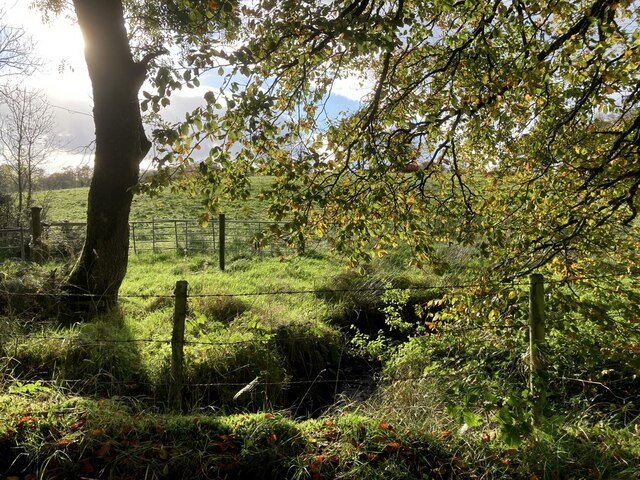 Tree And Shadows Cavanacaw Lower Kenneth Allen Cc By Sa