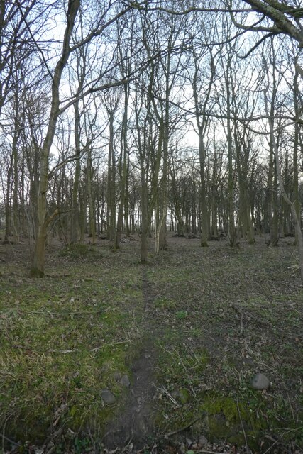 Copmanthorpe Wood Ds Pugh Geograph Britain And Ireland