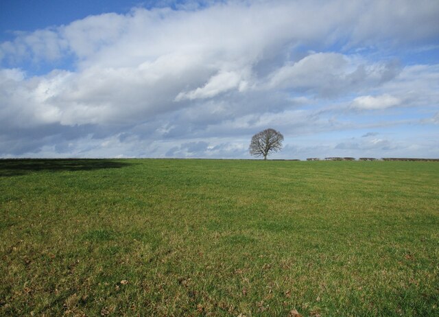 Grass Field And Lone Tree Near High Jonathan Thacker Cc By Sa