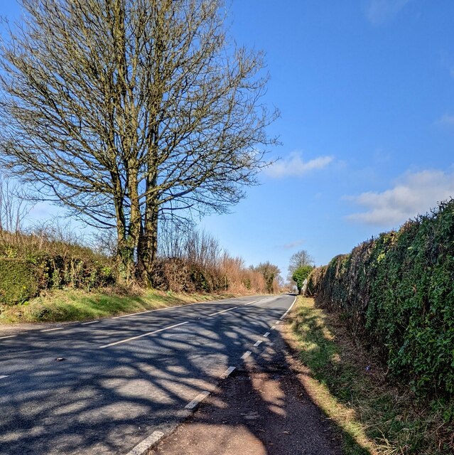 Deciduous Trees Near Trellech In Late Jaggery Geograph Britain