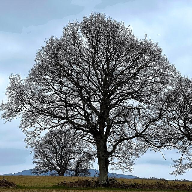 Tree Nw Of Lodge Farm View To The Ian Cunliffe Cc By Sa