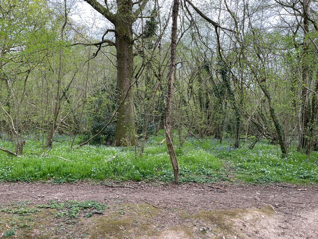 Spring Comes To Small S Copse Mr Ignavy Cc By Sa 2 0 Geograph