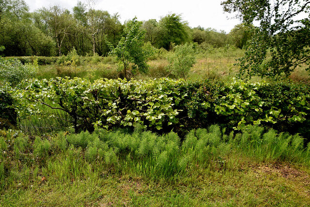 Low Hedge Along Laurel Road Cavanacaw Kenneth Allen Geograph