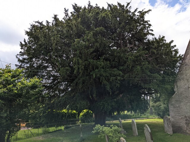 Yew Tree At All Saints Church Hanley Fabian Musto Cc By Sa 2 0