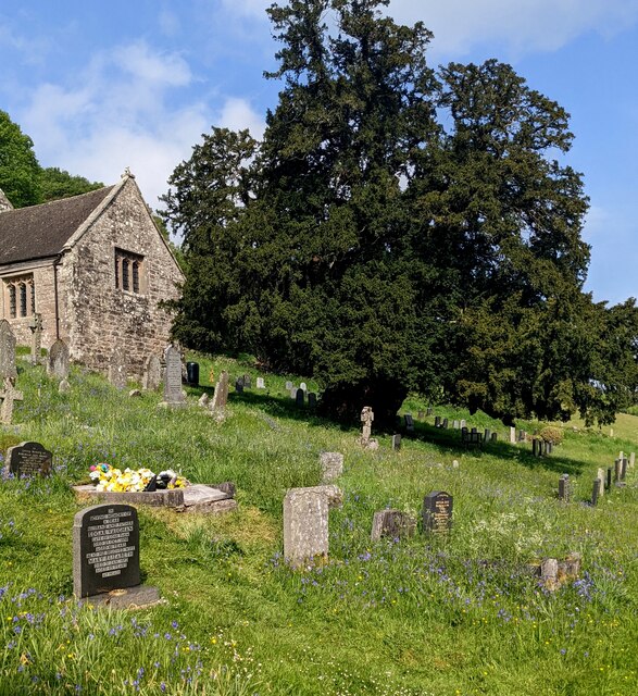 Churchyard Yew Penallt Monmouthshire Jaggery Cc By Sa 2 0